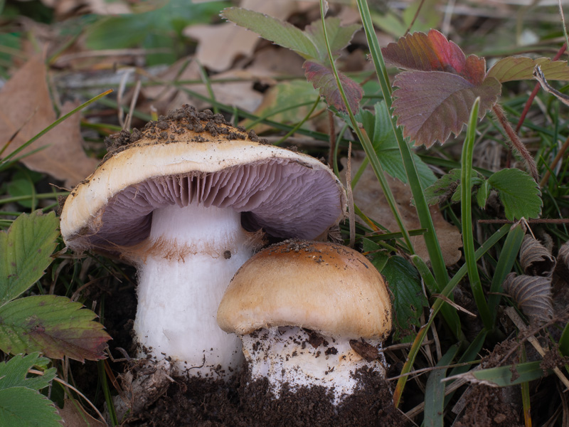 Cortinarius luteocingulatus